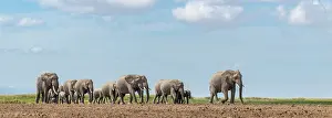 African elephant (Loxodonta africana) cows and calves herd, walking over grassland, Amboseli National Park, Kenya. Endangered