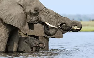 African Elephants Collection: African elephant (Loxodonta africana) drinking, Etosha National Park, Namibia, March