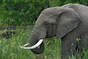 Elephant Trunk Prints: African elephant (Loxodonta africana) drinking, Uganda. Endangered