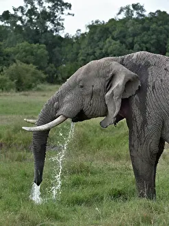 Elephant Trunk Prints: African elephant (Loxodonta africana) drinking, Uganda. Endangered