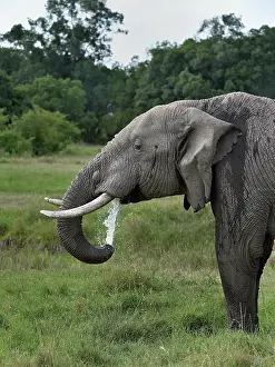 Elephant Trunk Prints: African elephant (Loxodonta africana) drinking, Uganda. Endangered