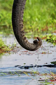 Elephant Trunk Prints: African elephant (Loxodonta africana) drinking