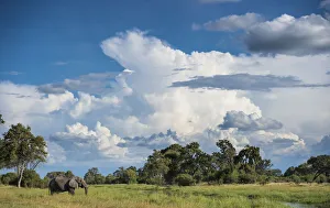 African elephant (Loxodonta africana) drinking from water, Okavango Delta, Botswana