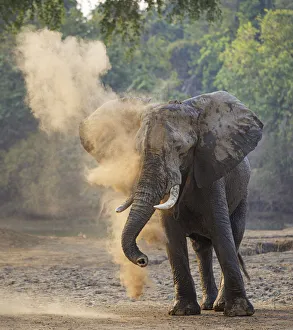 African elephant (Loxodonta africana) dust bathing, Mana Pools National Park, Zimbabwe