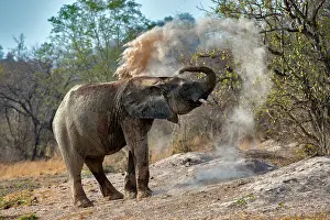 West Africa Prints: African elephant (Loxodonta africana) dust bathing
