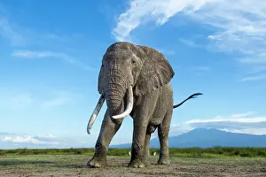 Tanzania Prints: African elephant (Loxodonta africana) feeding on short grass