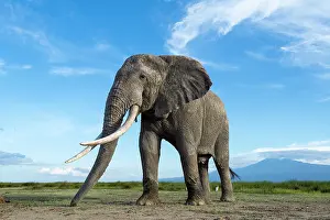 Tanzania Prints: African elephant (Loxodonta africana) feeding on short grass