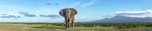 Tanzania Prints: African elephant (Loxodonta africana) feeding on short grass