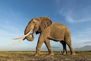 Tanzania Prints: African elephant (Loxodonta africana) feeding on short grass with Mount Kilimanjaro in the background