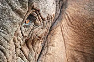 Eyes Prints: African elephant (Loxodonta africana) female