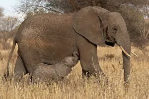 Savanna Prints: African elephant (Loxodonta africana) female with calf in grassland