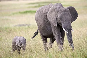 African elephant (loxodonta africana) female and calf walking, Masai Mara National Reserve
