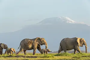 Tanzania Prints: African elephant (Loxodonta africana) females and calves