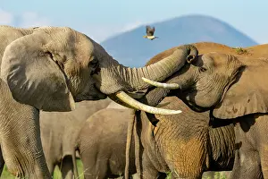 Kenya Prints: Two African elephant (Loxodonta africana) females playing among the herd