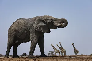 Proud Prints: African elephant (Loxodonta africana) with Giraffes (Giraffa camelopardalis) and an Ostrich