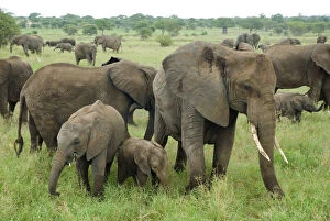 Loxodonta Africana Gallery: African elephant (Loxodonta africana) herd, Tarangire NP, Tanzania