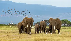 Savanna Prints: African elephant (Loxodonta africana) herd, female and calves