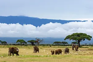 Cloud Prints: African elephant (Loxodonta africana) herd
