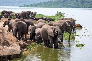 Nile Prints: African elephant (Loxodonta africana) herd coming down to river to drink