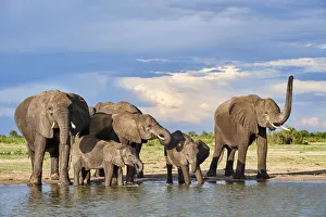 African elephant (Loxodonta africana) herd drinking at a waterhole, Hwange National Park