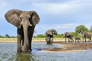 African elephant (Loxodonta africana) herd drinking at a waterhole, Hwange National Park