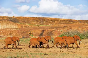 Water Hole Prints: African elephant (Loxodonta africana) herd leaving waterhole at the bottom of Mudanda Rock