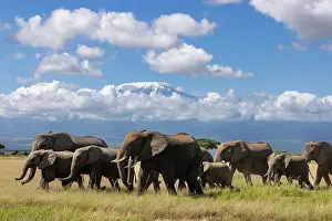 Tanzania Prints: African elephant (Loxodonta africana) herd moving across the savanna with Mount Kilimanjaro in background