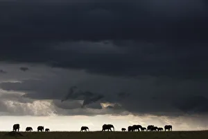African elephant (Loxodonta africana) herd silhouetted in distance walking through a storm