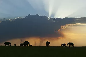 African Elephant Gallery: African elephant (Loxodonta africana) herd at sunset, Masai-Mara Game Reserve, Kenya. January