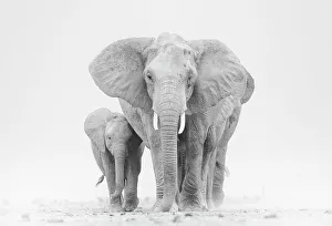 Striking Scene Prints: African elephant (Loxodonta africana) herd walking across dry lake