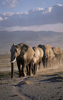African elephant (Loxodonta africana) herd walking in line, female matriach at the front
