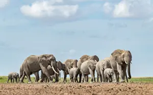 Plains Prints: African elephant (Loxodonta africana) herd walking across plain