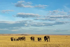 Habitat Prints: African elephant (Loxodonta africana) herd walking in the plains during the dry season