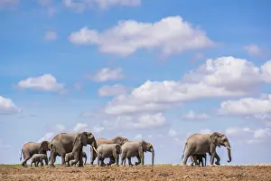 Savanna Prints: African elephant (Loxodonta africana) herd walking across savanna under cloudy sky