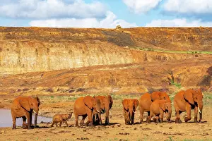 Water Hole Prints: African elephant (Loxodonta africana) herd at waterhole at the bottom of Mudanda Rock
