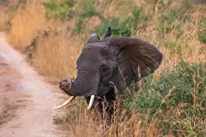 Path Prints: African elephant (Loxodonta africana) with injured trunk