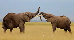 Bulls Prints: Two African elephant (Loxodonta africana) juvenile males