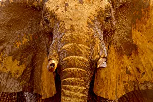 African elephant (Loxodonta africana) male covered with mud at a water hole, Tsavo
