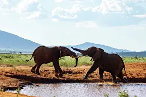 Water Hole Prints: Two African elephant (Loxodonta africana) males fighting at edge of a waterhole
