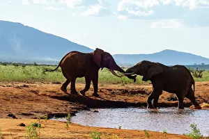 Water Hole Prints: Two African elephant (Loxodonta africana) males fighting at edge of a waterhole