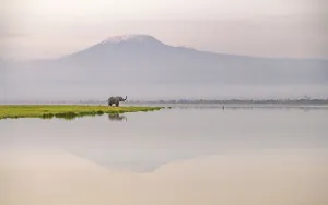 African elephant (Loxodonta africana) with Mount Kilimajaro in the background, Amboseli National Park, Kenya