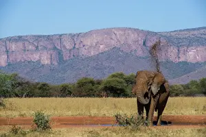 Private Reserve Prints: African elephant (Loxodonta africana) mud-bathing at waterhole with mountains behind