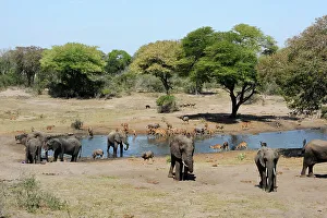 Water Hole Prints: African elephant (Loxodonta africana) and Nyala (Tragelaphus angasii) at waterhole