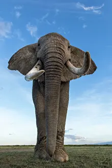 Elephant Trunk Prints: African elephant (Loxodonta africana) portrait, Amboseli National Park, Kenya. Endangered