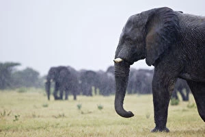Proboscids Gallery: African elephant (Loxodonta africana) in the rain, Etosha National Park, Namibia, January