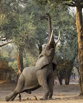 African elephant (Loxodonta africana) reaching up for foliage