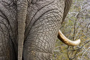 African elephant (Loxodonta africana) rear view Kruger National Park, Transvaal, South Africa