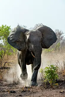 West Africa Prints: African elephant (Loxodonta africana) running, Pendjari National Park. Benin. Endangered