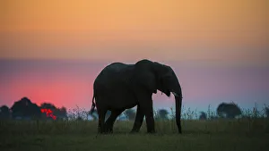 African elephant (Loxodonta africana) silhouetted against the sunset, Chobe National Park