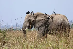 Tusks Prints: African elephant (Loxodonta africana) standing in long grass with flock of Piapiacs (Ptilostomus afer)